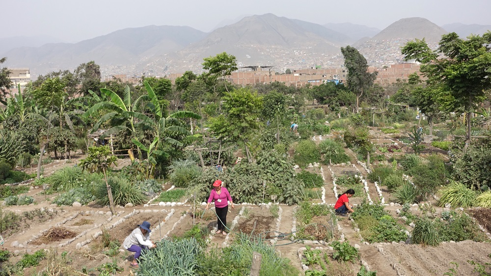 ¡Aprovechemos todos los jardines, techos y espacios en desuso para cultivar alimentos en la ciudad y enfrentar el cambio climático!
